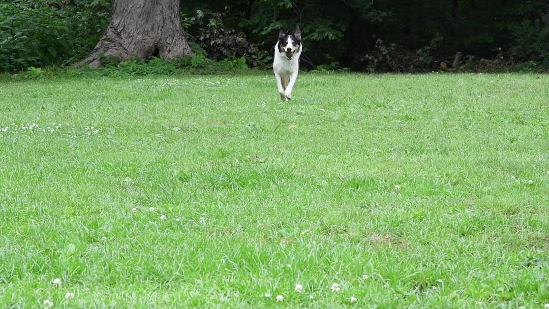 Full send into the water, no hesitation. #goodboy