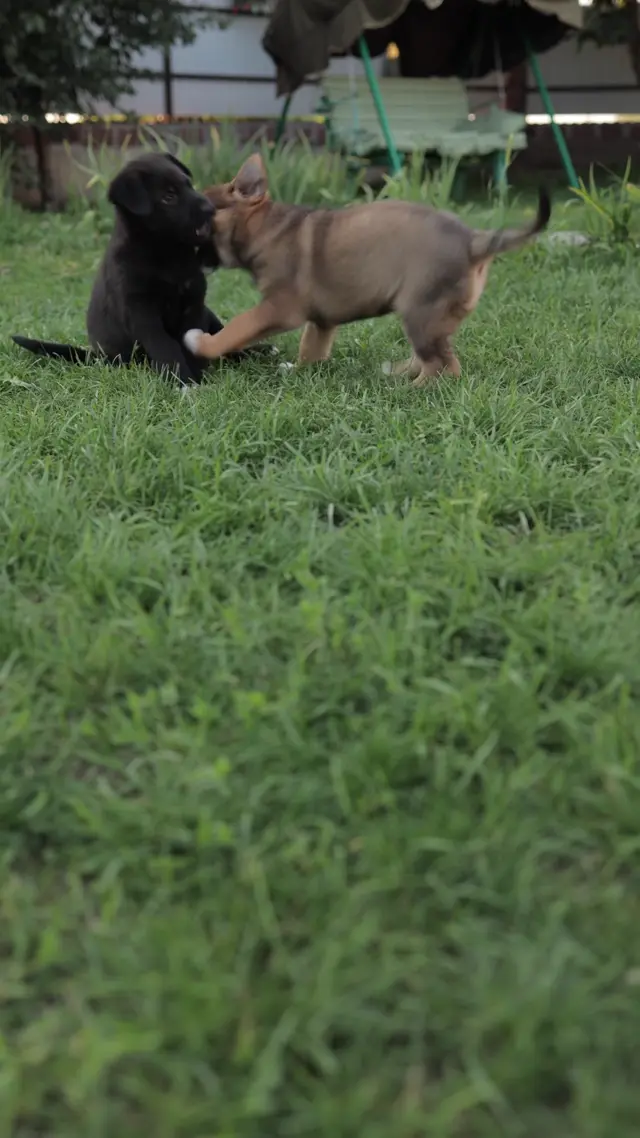 Ten seconds of pure chaos, sound on. #catlife